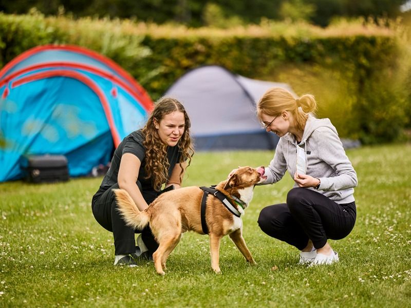 faciliteter hund camping langeland