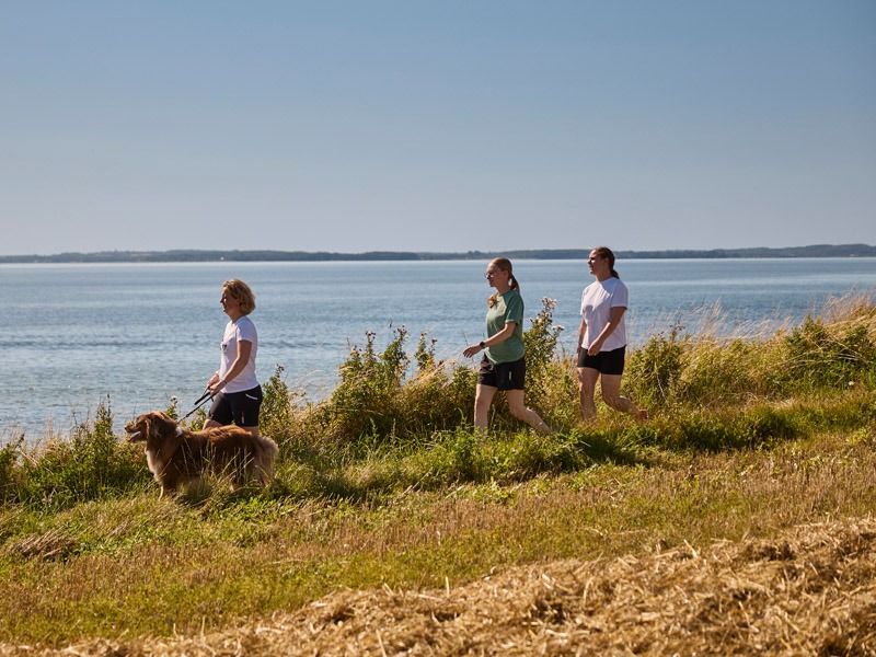 vandre havudsigt hund